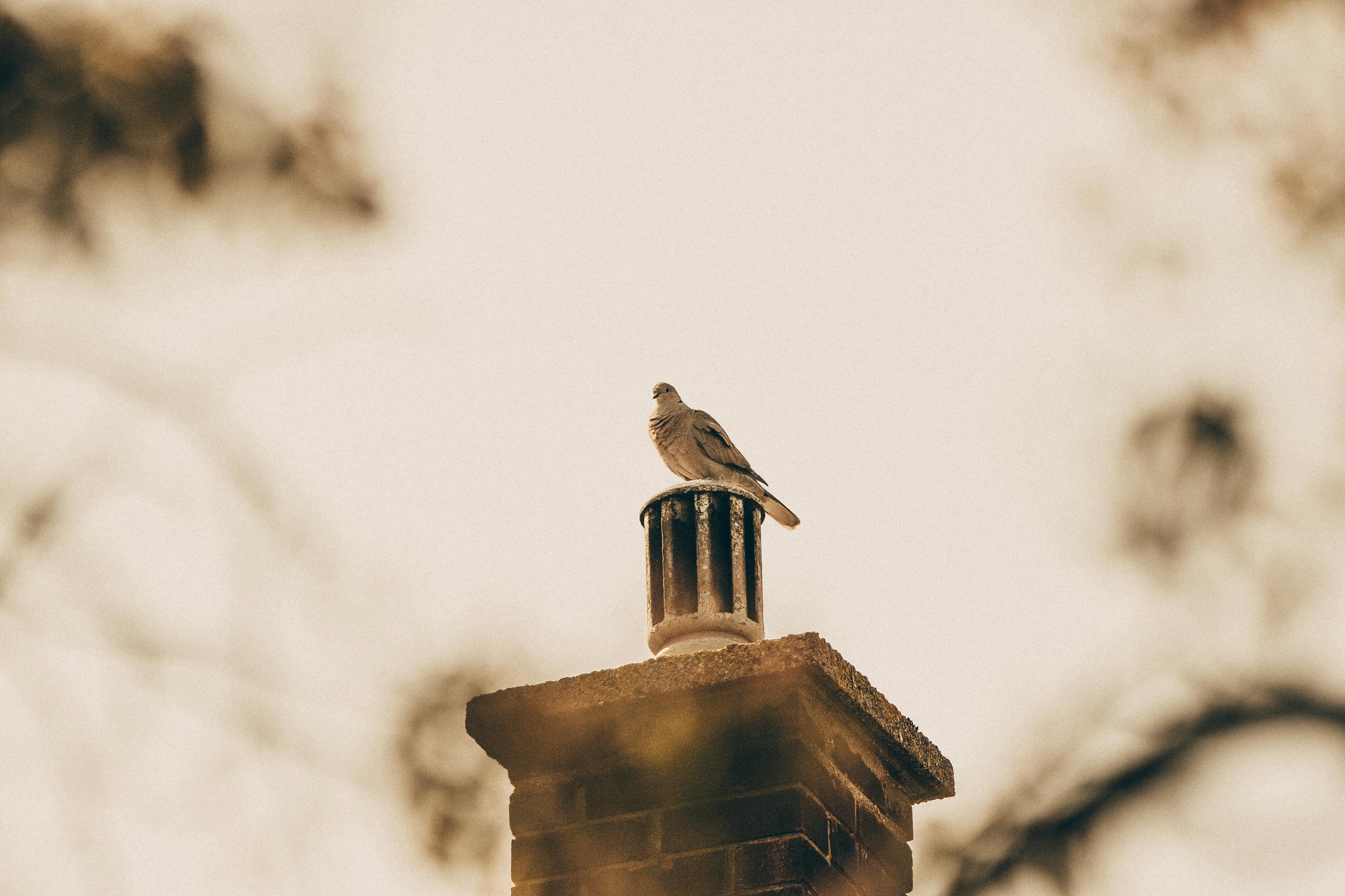Quality Chimney Caps and Dampers Installation in Braintree, MA Professional Chimney Cap and Damper In Braintree Massachusetts